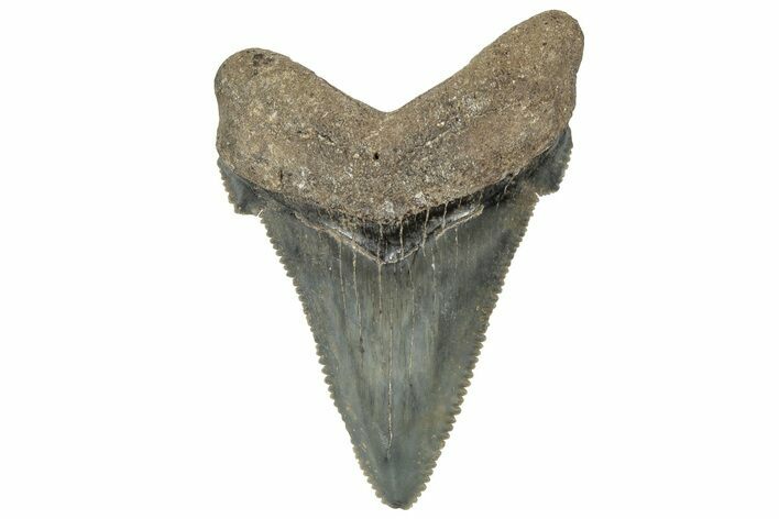 Serrated Angustidens Tooth - Megalodon Ancestor #308035